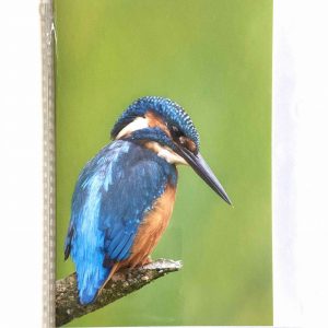 Art Card – Kingfisher (AP)