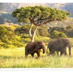 Art Card – Elephant Walking (CP)