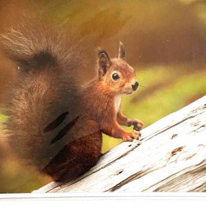 Art Card – Squirrel (CP)