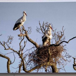 Art Card – White Storks – Knepp Castle