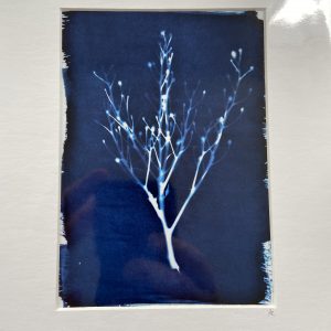 Mounted Prints – Cyanotypes (3)