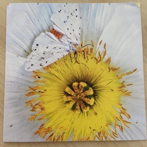 Art Card – Flower & Moth (MJ)