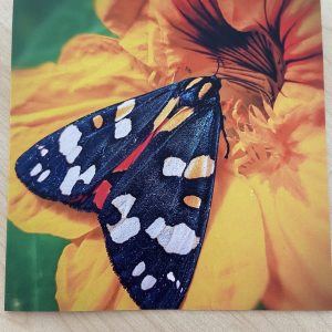 Art Card – Butterfly (MJ)
