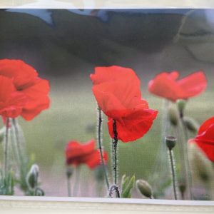 Art Card – Poppy Field