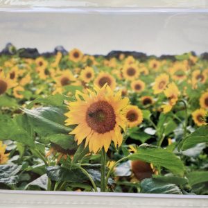 Art Card – Sunflowers