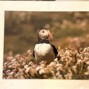 Mounted Prints – Puffin (CP)