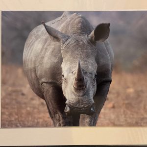 Mounted Prints – Rhino (CP)