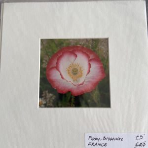 Mounted Prints – Poppy