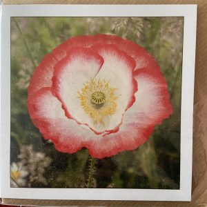 Art Card – Poppy
