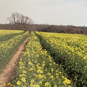 Art Card – Rape Field