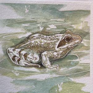 Art Card – Frog