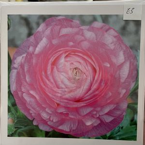 Art Card – Pink Flower Head (ND)