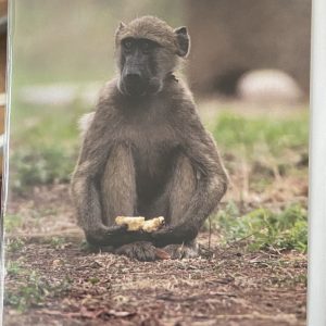 Art Card – Monkey (CP)