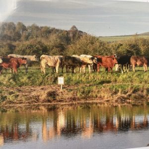 Art Card – Arundel Cows