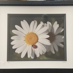 Framed Photography – Daisy, Lady