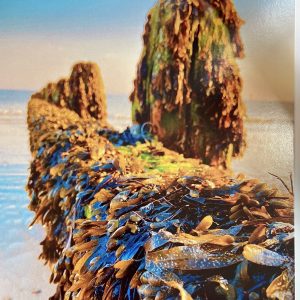 Art Card – Untitled (Seaweed Groyne)  (Littlehampton)
