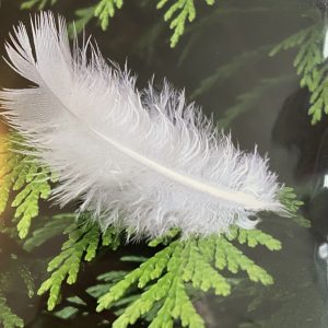 Art Card – White Feather