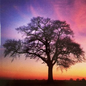Art Card – Sunset Tree