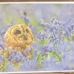 Art Card – Owl in Bluebells (AP)