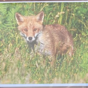 Art Card – Fox (AP)