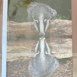 Art Card – Reflected Badger (AP)